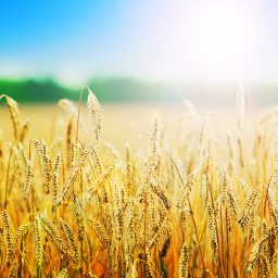 Yellow wheat field
